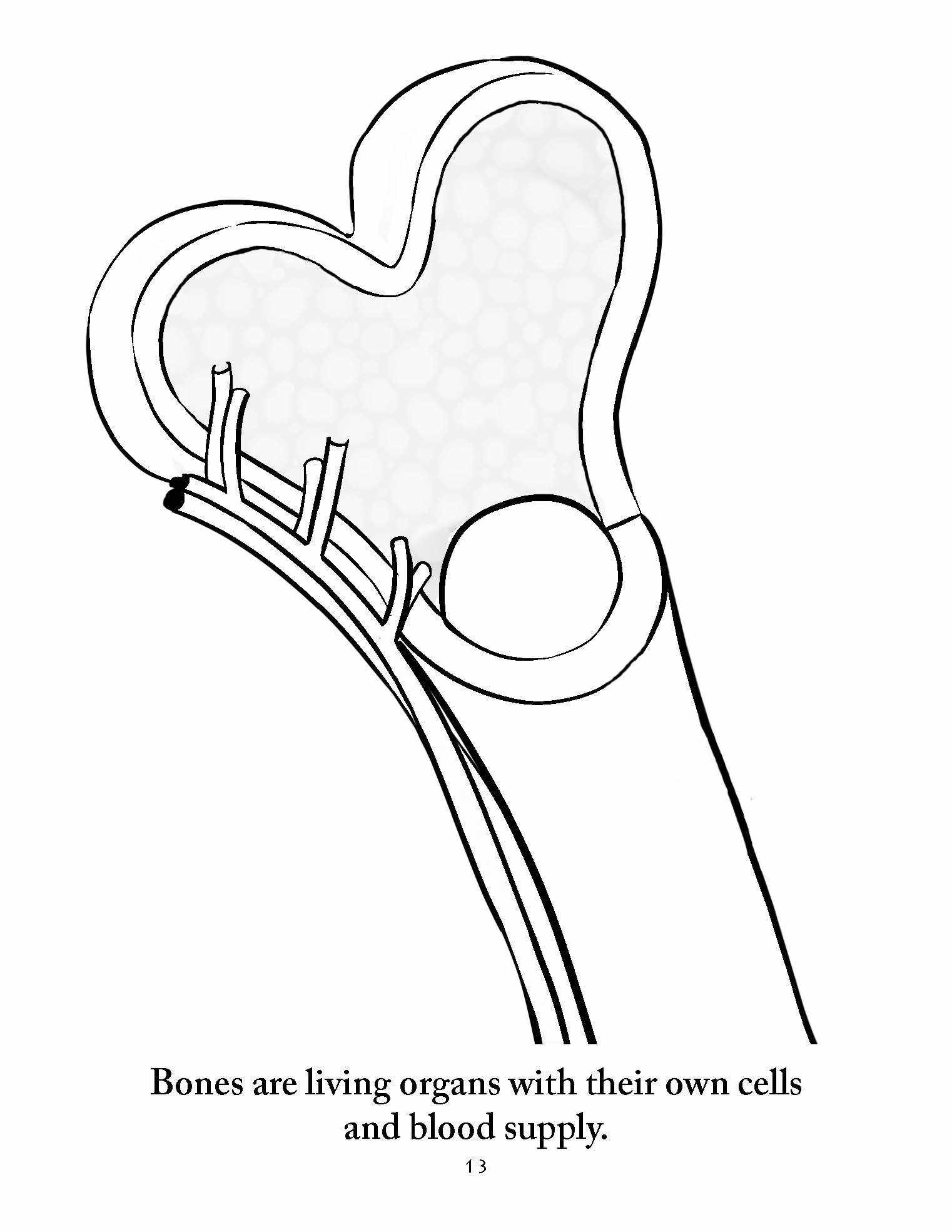 Sassafras Science Anatomy Coloring Pages by Elemental Science