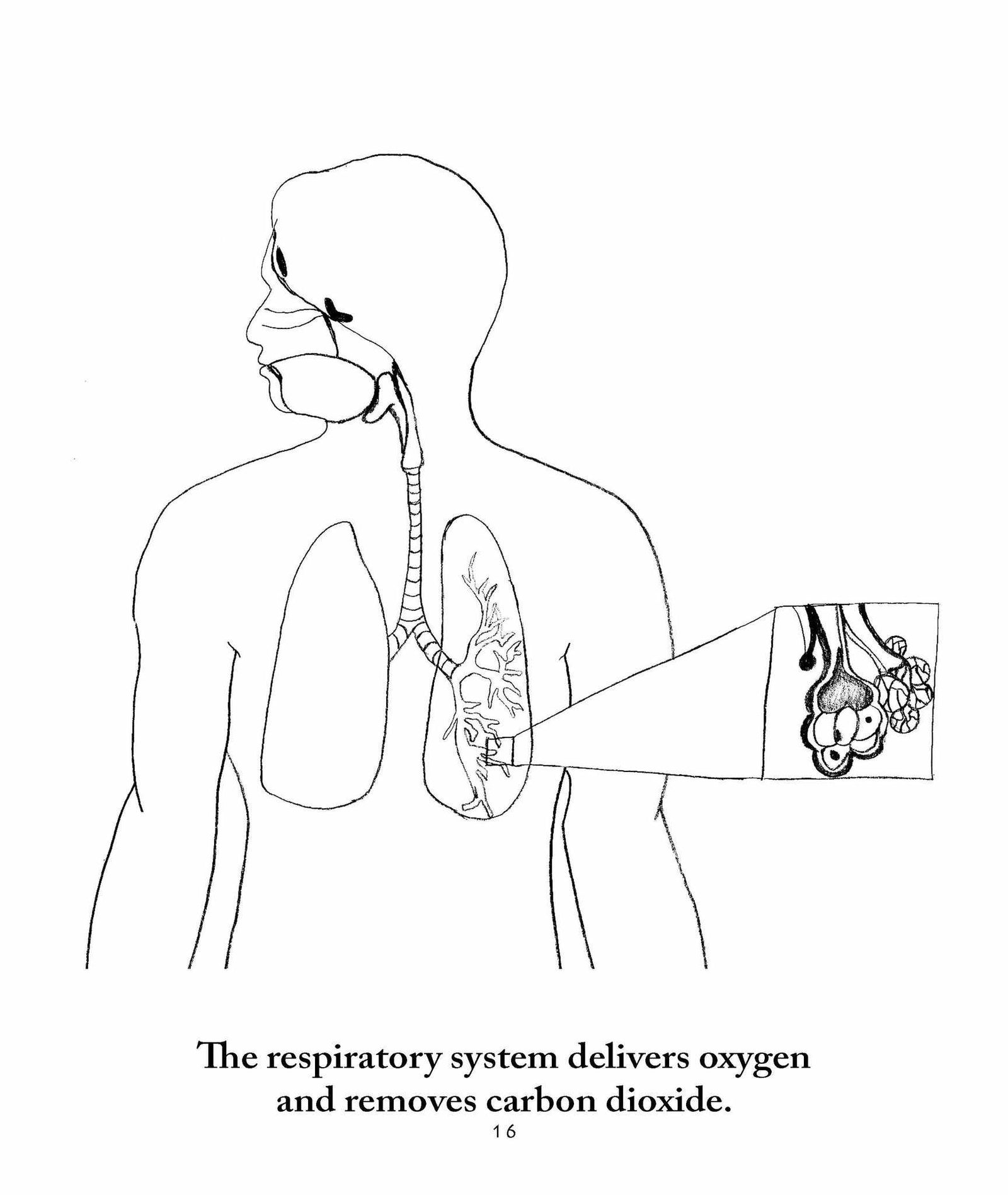 Sassafras Science Anatomy Coloring Pages by Elemental Science