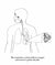 Living Books - Anatomy Coloring Pages