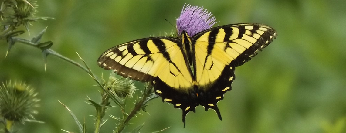 Biology Programs from Elemental Science