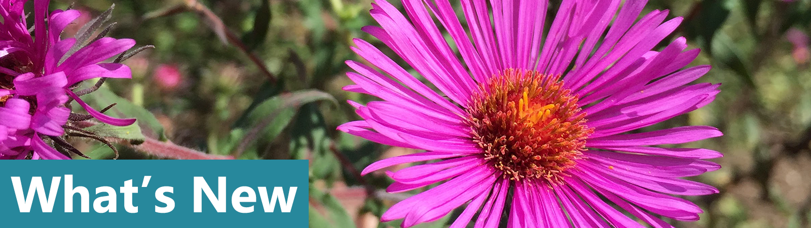 What's New from Elemental Science