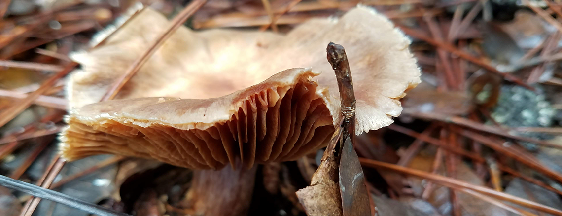 Multi-subject Science Programs from Elemental Science