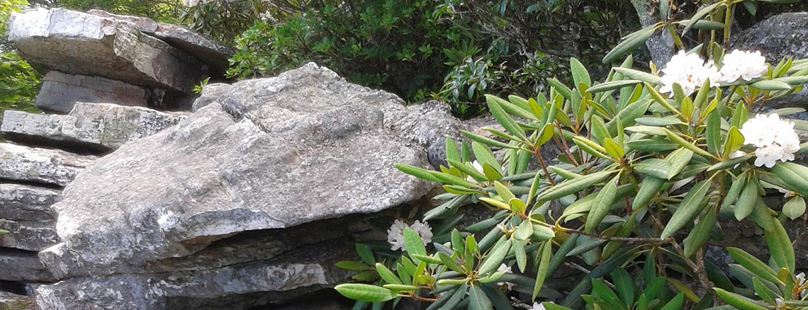 Unit Studies for Physics from Elemental Science