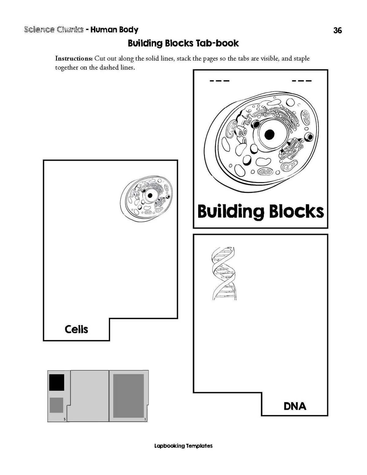 Science Chunks Human Body Unit | Elemental Science