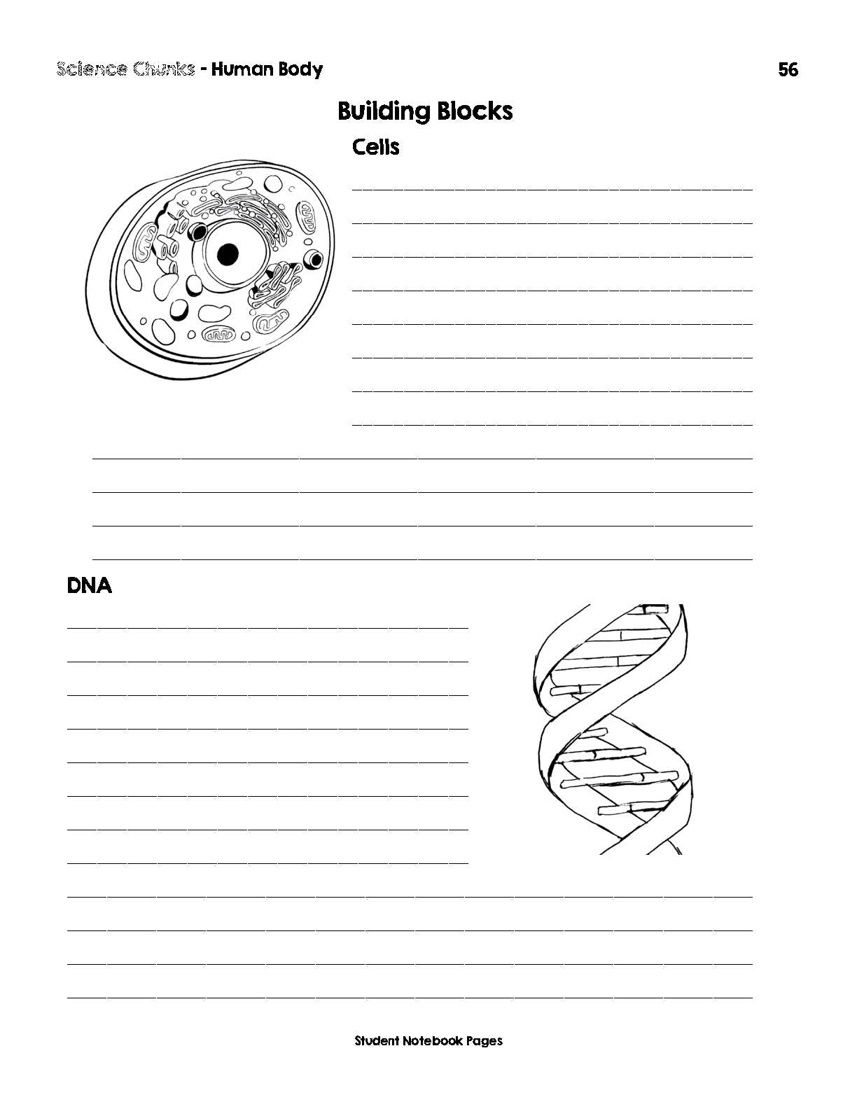 Science Chunks Human Body Unit | Elemental Science