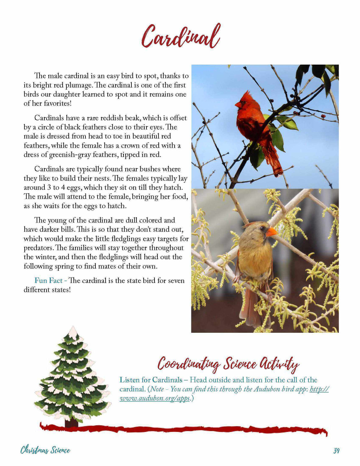 Activities for Christmas Science