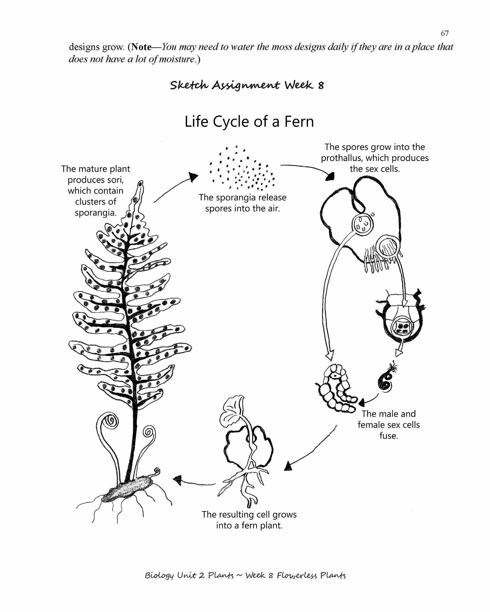 Biology for the Logic Stage Teacher Guide - elementalscience.com