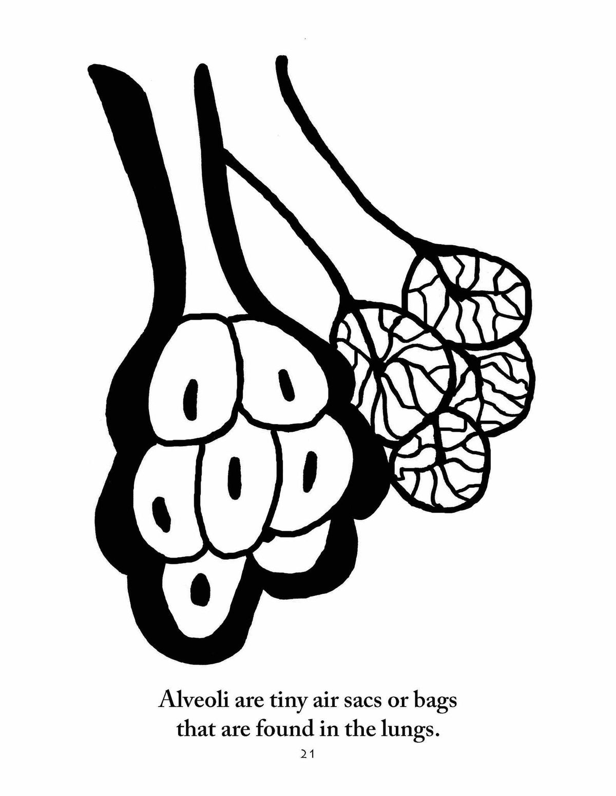 Sassafras Science Anatomy Coloring Pages by Elemental Science