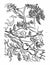 Sassafras Science Botany Coloring Pages by Elemental Science
