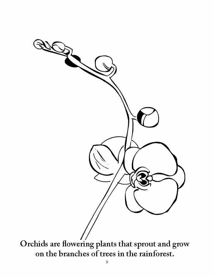 Sassafras Science Botany Coloring Pages by Elemental Science