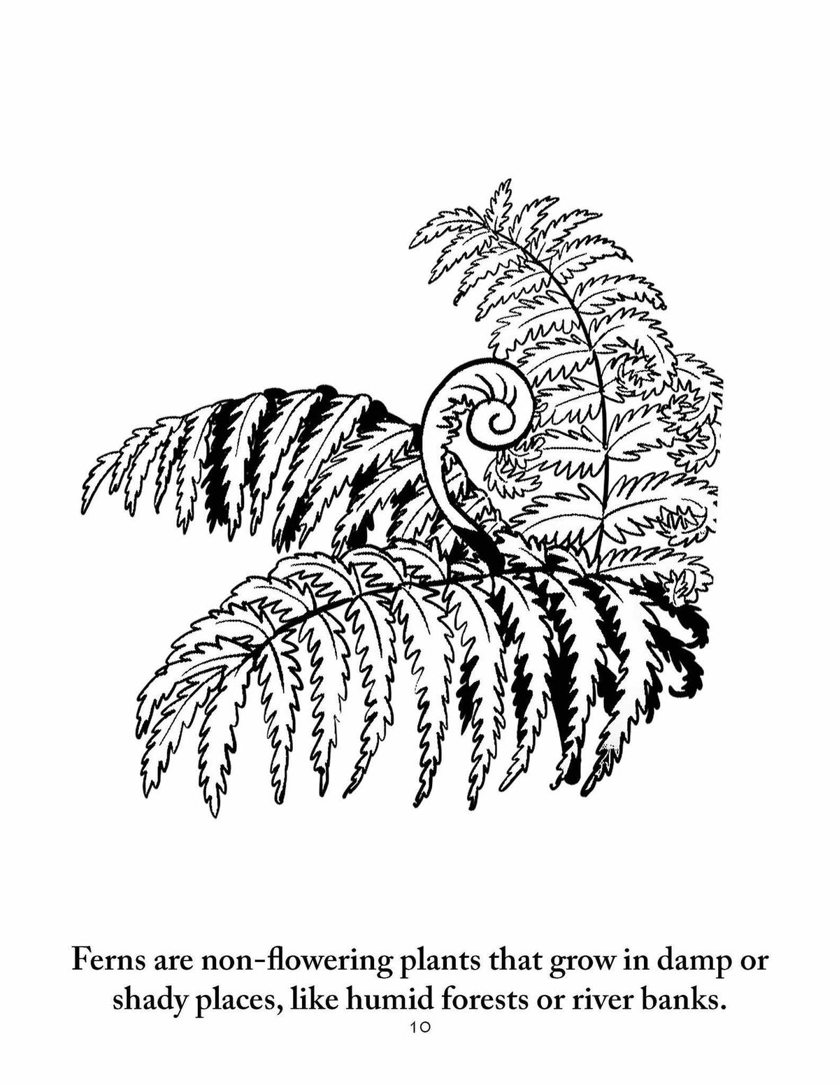 Sassafras Science Botany Coloring Pages by Elemental Science