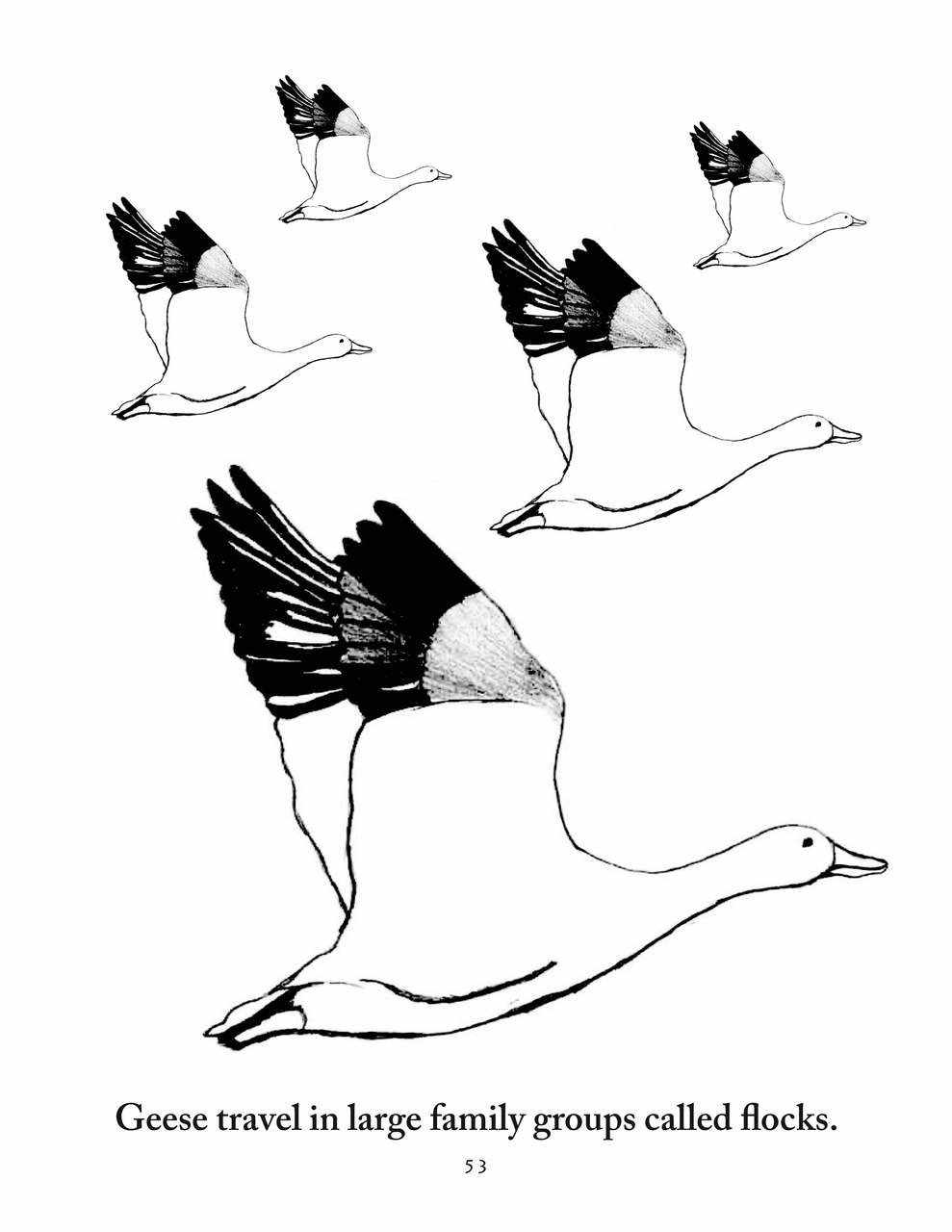 Sassafras Science Zoology Coloring Pages by Elemental Science